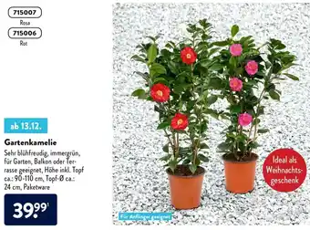 Aldi Nord Gartenkamelie Angebot