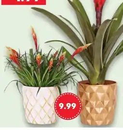 Kaufland Bromelie im Keramik Übertopf Angebot