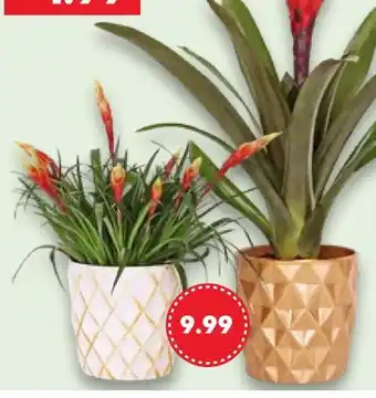 Kaufland Bromelie im Keramik Übertopf Angebot