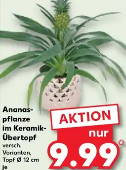 Kaufland Ananaspflanze im Keramik Übertopf Angebot
