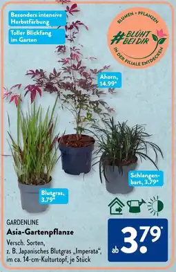 Aldi Süd GARDENLINE Asia-Gartenpflanze Angebot