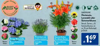 Aldi Süd GARDENLINE Hortensie, Lavendel oder Sommerblume Angebot
