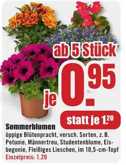 B1 Discount Baumarkt Sommerblumen Angebot
