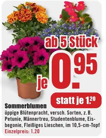 B1 Discount Baumarkt Sommerblumen Angebot