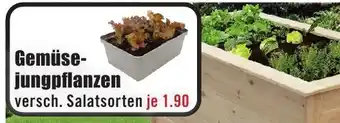 B1 Discount Baumarkt Gemüsejungpflanzen Angebot