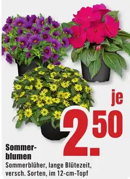 B1 Discount Baumarkt Sommerblumen Angebot