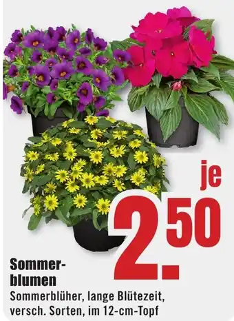 B1 Discount Baumarkt Sommerblumen Angebot