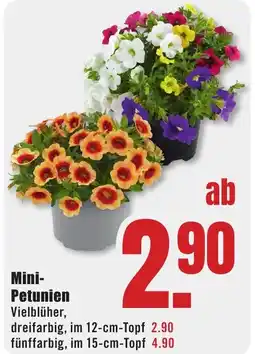 B1 Discount Baumarkt Mini- Petunien Angebot