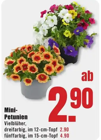 B1 Discount Baumarkt Mini- Petunien Angebot