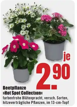 B1 Discount Baumarkt Beetpflanze >>Hot Spot Collection<< Angebot