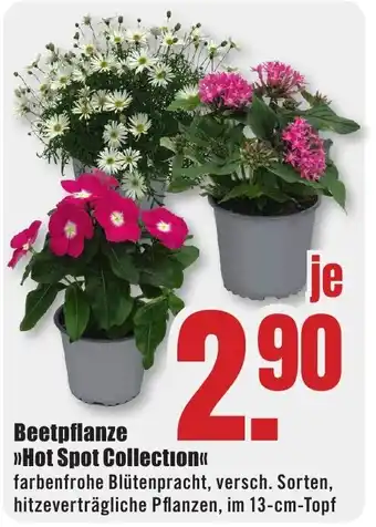 B1 Discount Baumarkt Beetpflanze >>Hot Spot Collection<< Angebot