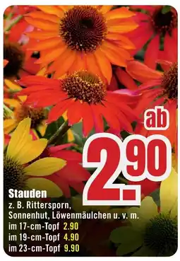 B1 Discount Baumarkt Stauden Angebot