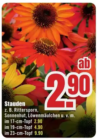 B1 Discount Baumarkt Stauden Angebot