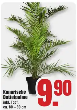 B1 Discount Baumarkt Kanarische Dattelpalme Angebot