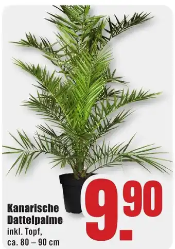 B1 Discount Baumarkt Kanarische Dattelpalme Angebot