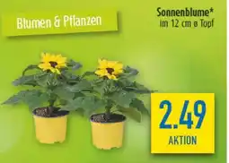 diska Sonnenblume Angebot
