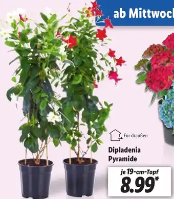 Lidl Dipladenia Pyramide Angebot