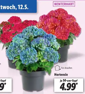 Lidl Hortensie Angebot