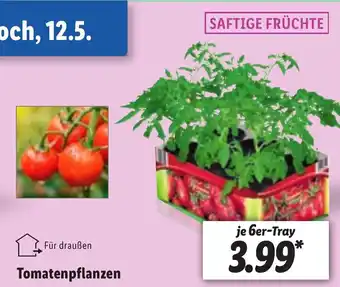 Lidl Tomatenpflanzen Angebot