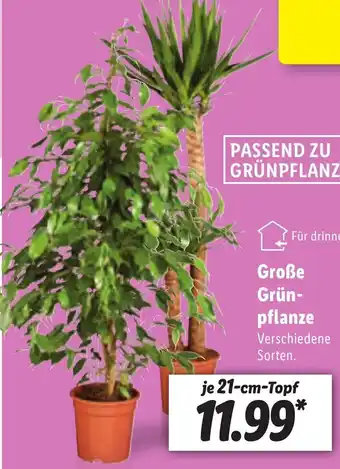 Lidl Große Grünpflanze Angebot