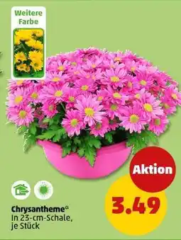 PENNY Chrysantheme Angebot