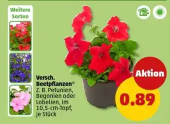 PENNY Versch. Beetpflanzen Angebot