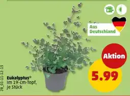 PENNY Eukalyptus Angebot