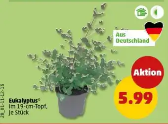 PENNY Eukalyptus Angebot