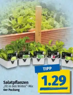 NP Discount Salatpflanzen ,,Fit in den Winter"-Mix Angebot