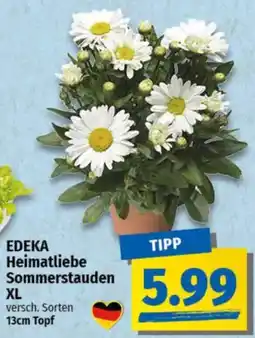 NP Discount EDEKA Heimatliebe Sommerstauden Angebot