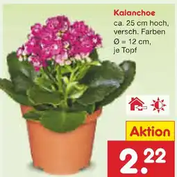 Netto Marken-Discount Kalanchoe Angebot