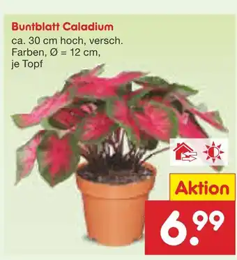 Netto Marken-Discount Buntblatt caladium Angebot