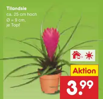 Netto Marken-Discount Tilandsie Angebot