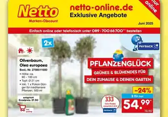 Netto Marken-Discount Olivenbaum, olea europaea Angebot