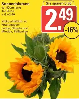 WEZ Sonnenblumen Angebot