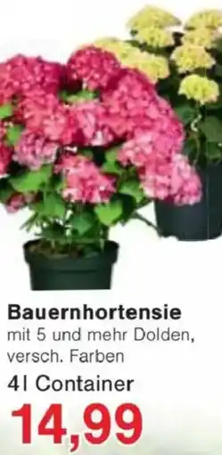 Jawoll Bauernhortensie Angebot