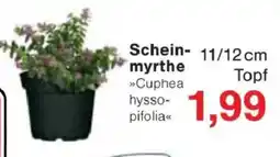 Jawoll Schein- myrthe Angebot