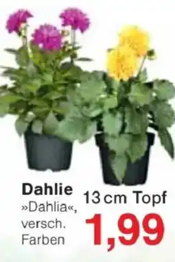 Jawoll Dahlie Angebot