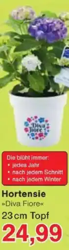 Jawoll Hortensie Angebot