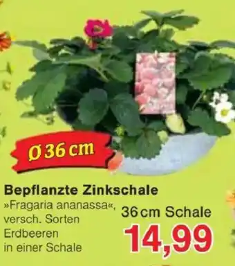 Jawoll Bepflanzte Zinkschale Angebot