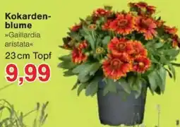 Jawoll Kokarden- blume Angebot
