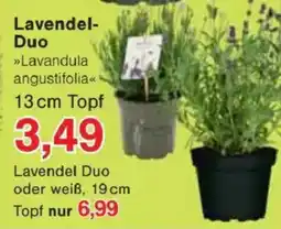 Jawoll Lavendel- Duo Angebot
