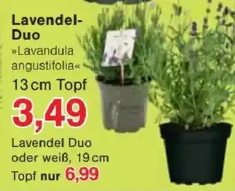 Jawoll Lavendel- Duo Angebot