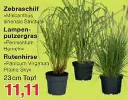 Jawoll Zebraschilf-Lampen- putzergras-Rutenhirse Angebot