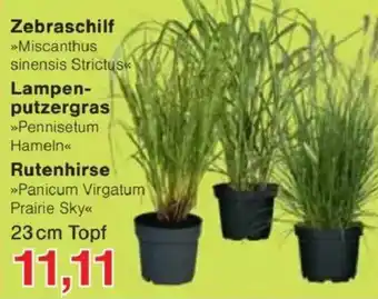 Jawoll Zebraschilf-Lampen- putzergras-Rutenhirse Angebot