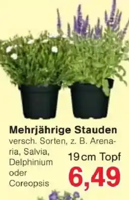 Jawoll Mehrjährige Stauden Angebot