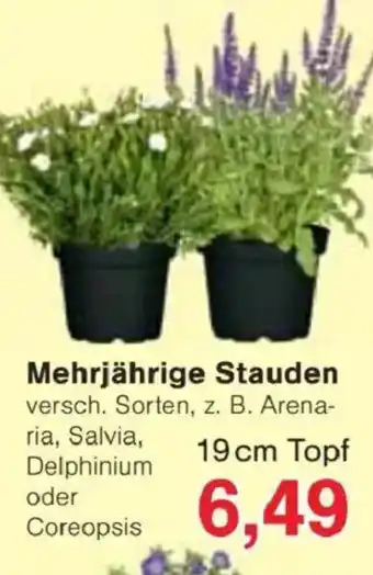 Jawoll Mehrjährige Stauden Angebot