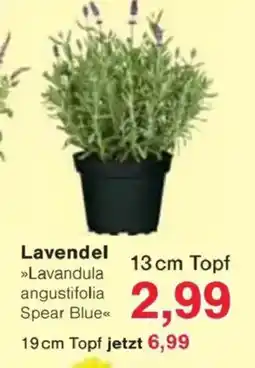 Jawoll Lavendel Angebot