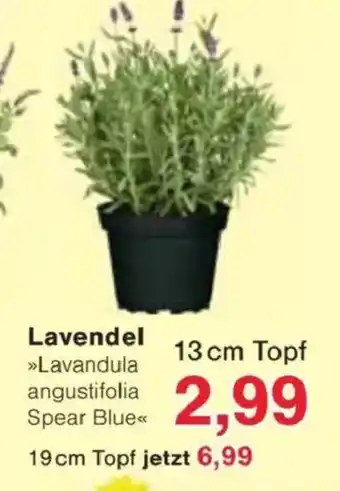 Jawoll Lavendel Angebot