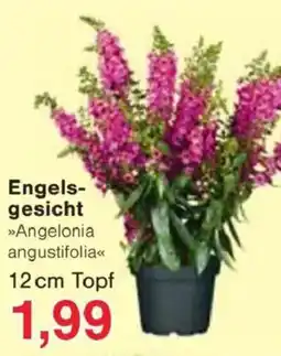 Jawoll Engels- gesicht Angebot